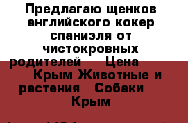 Предлагаю щенков английского кокер спаниэля от чистокровных родителей.  › Цена ­ 4 000 - Крым Животные и растения » Собаки   . Крым
